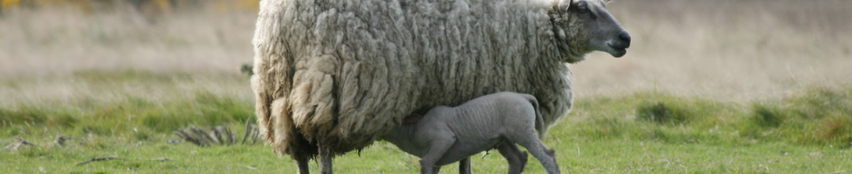 Veehouderijen in Nederland slider