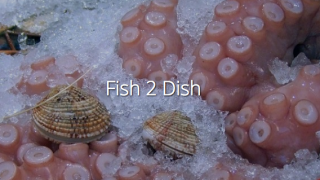 Impression Fish 2 Dish